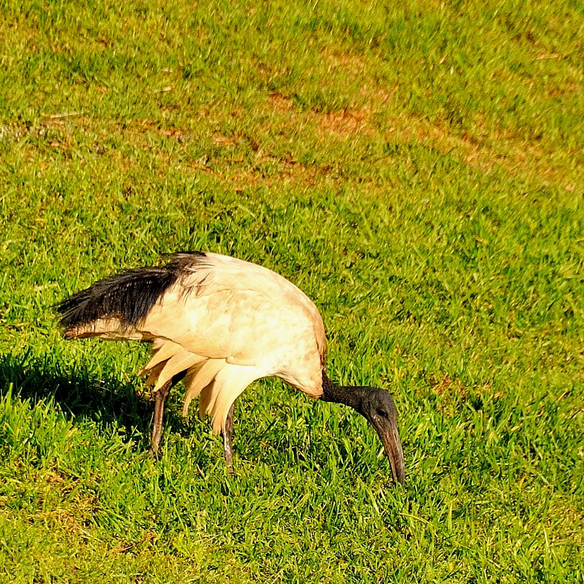 Ibis sacré adulte (African sacred ibis, Threskiornis aethiopicus) , Strandfontein sewage works.